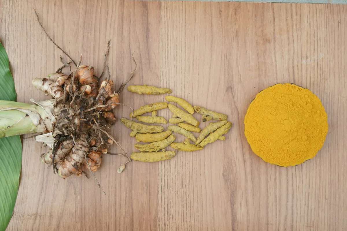 Racines de curcuma fraîches, rhizomes séchés et curcuma en poudre sur une table en bois